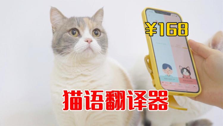 猫语翻译app哪个好