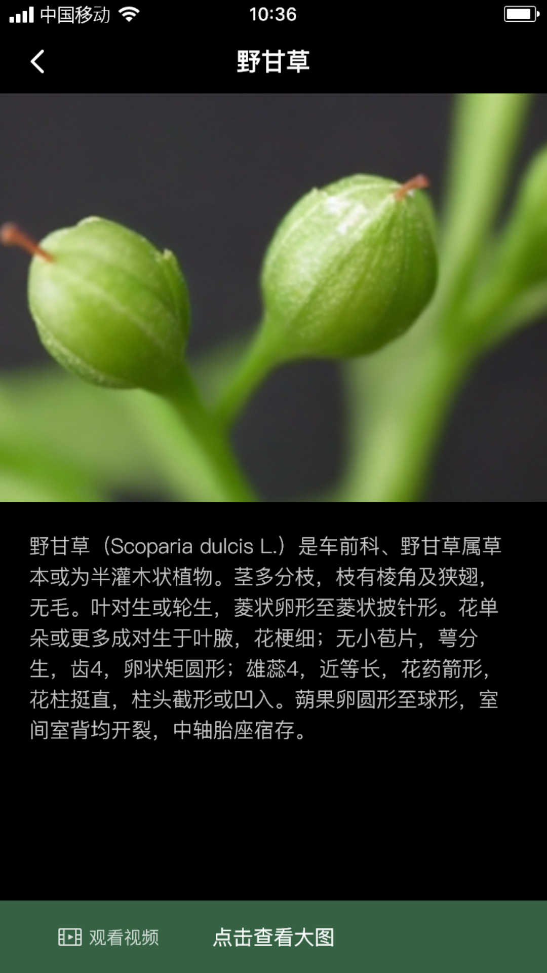 积学草